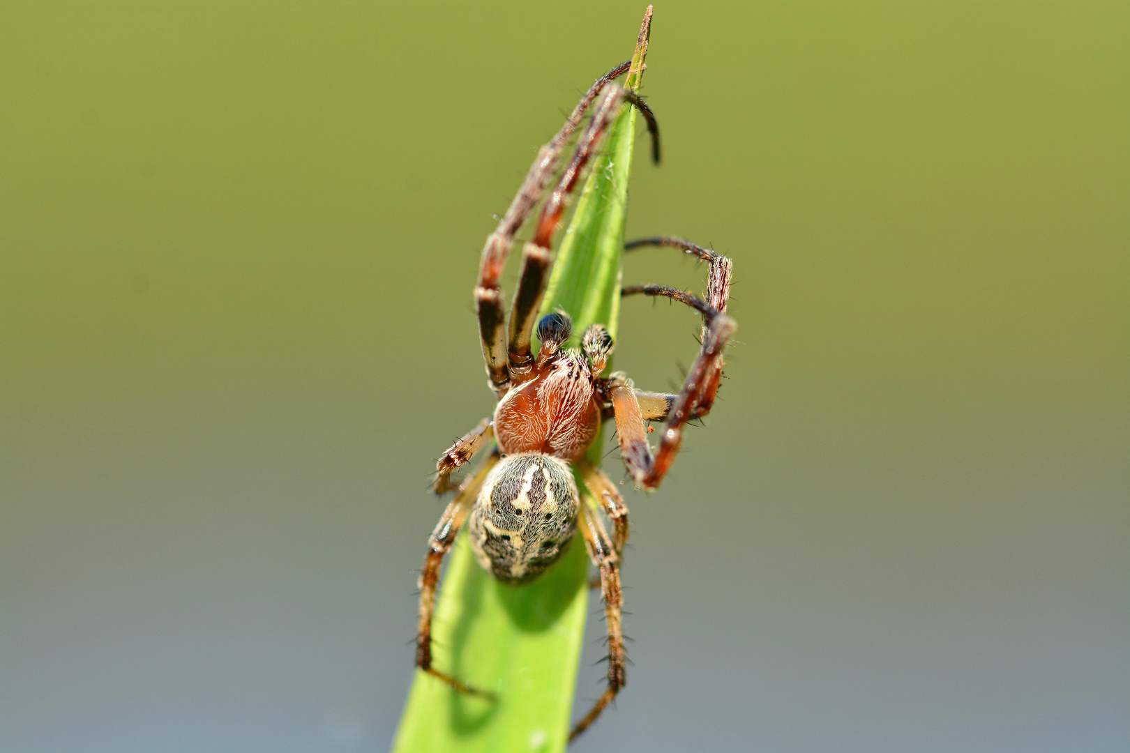 Schilfradspinne im Schilf