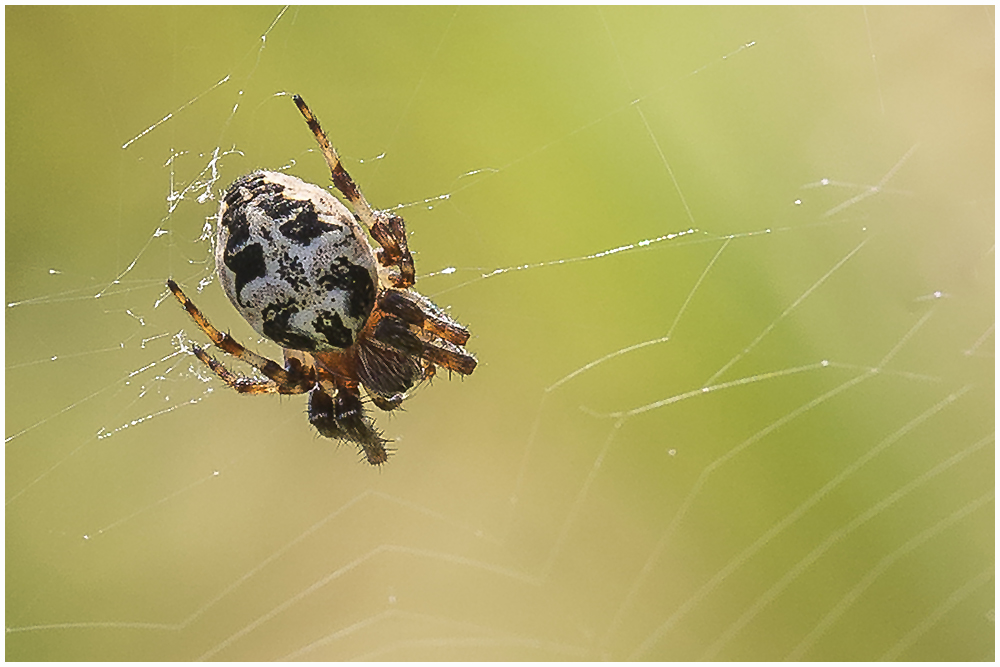 Schilfradspinne (Larinioides cornutus)