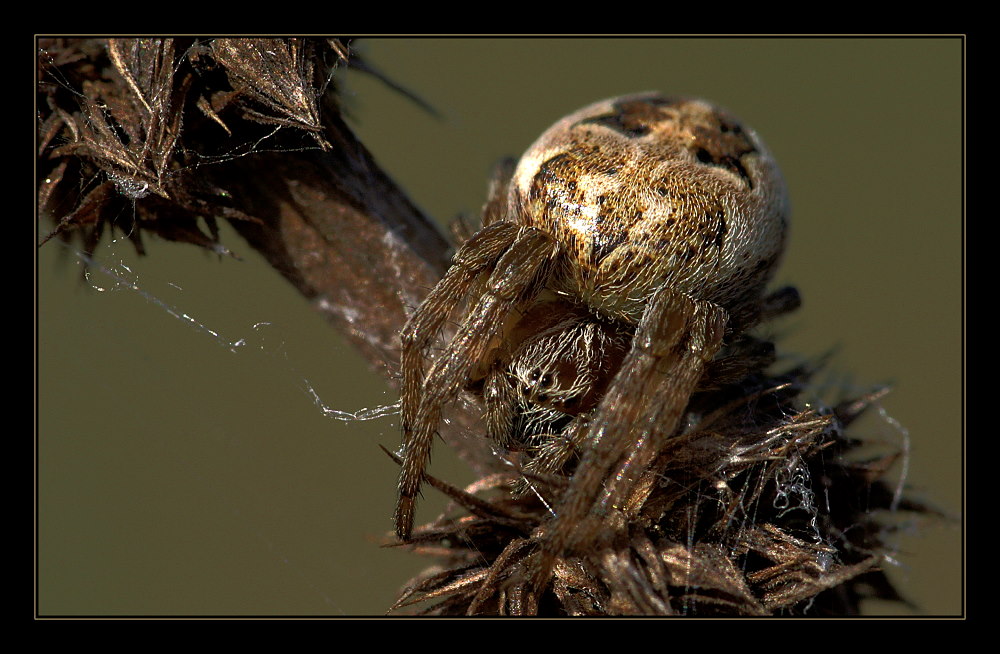 Schilfradspinne  (Larinioides cornutus)