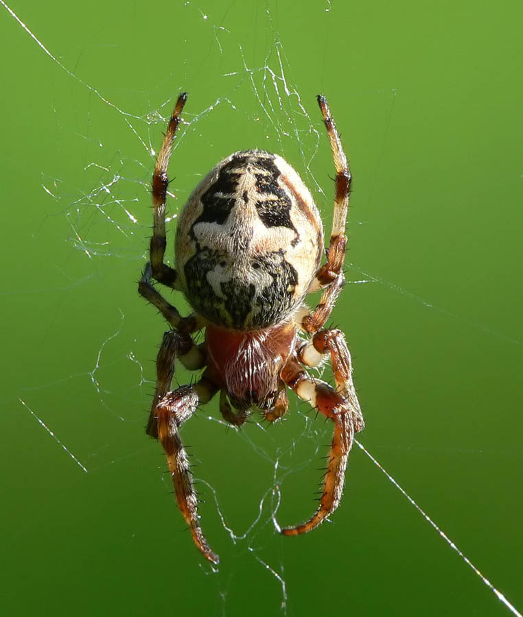 Schilfradspinne - Larinoides cornutus