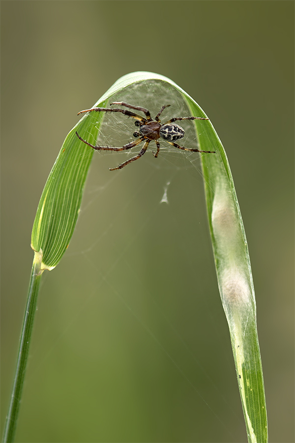 Schilfradspinne - Männchen