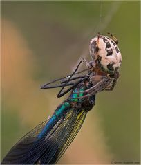 Schilfradspinne mit fetter Beute