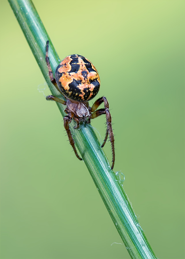 Schilfradspinne - Weibchen