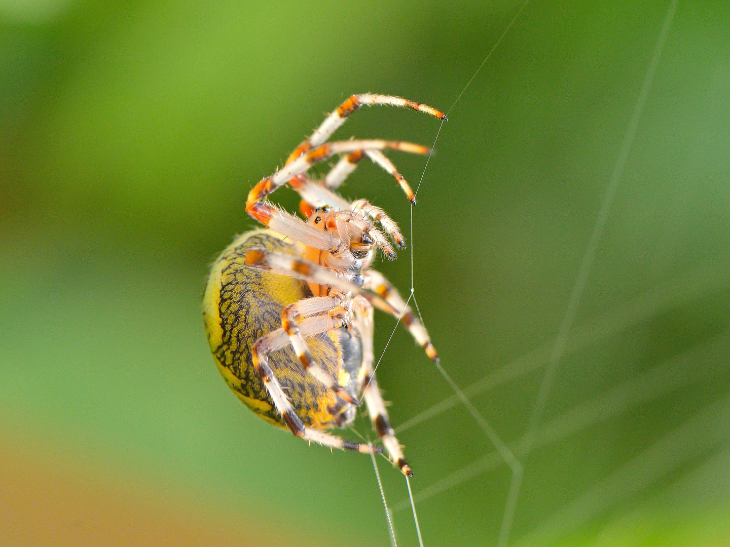 Schilfradspinne Weibchen