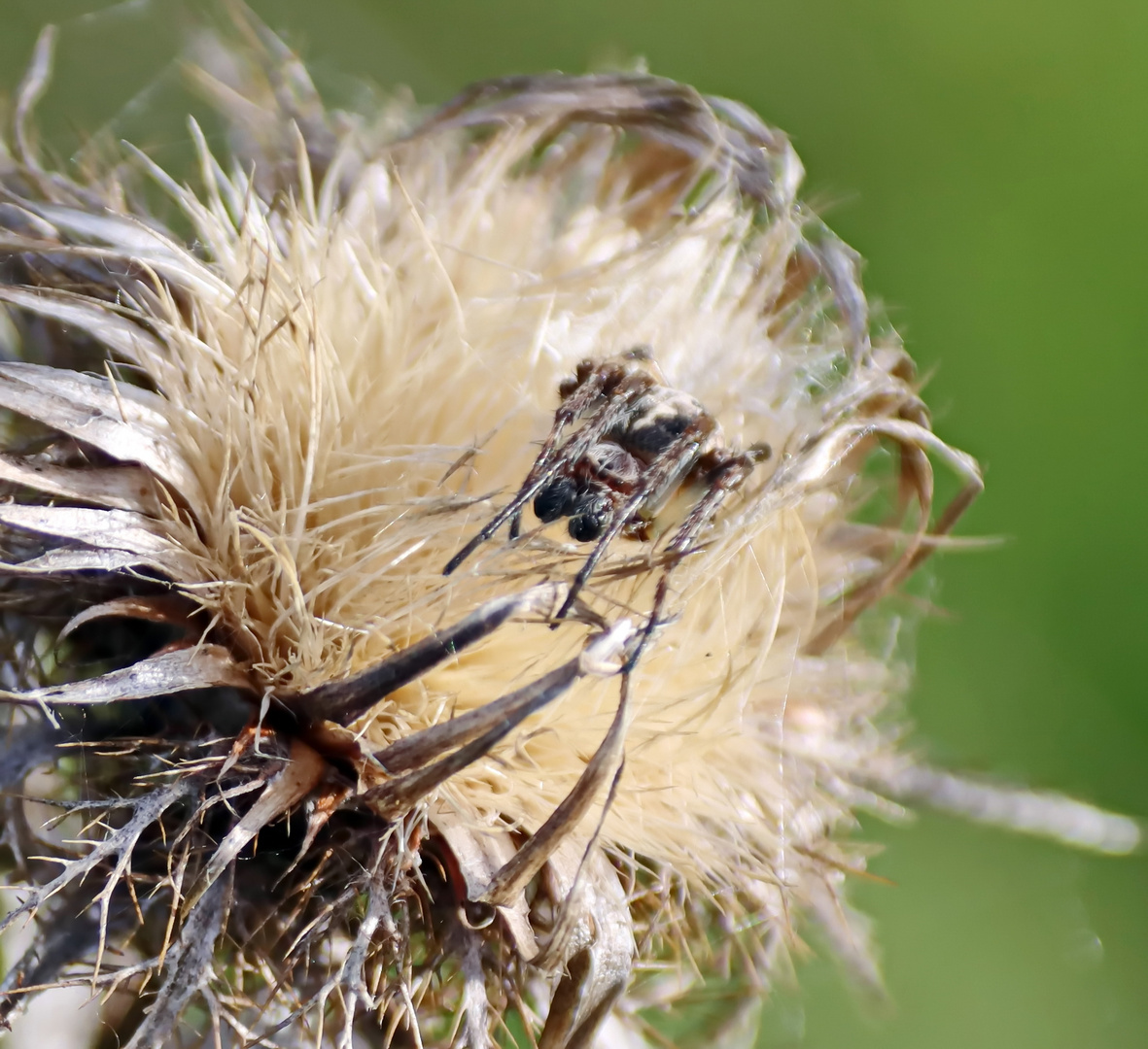 Schilfradspinne,ein Männchen