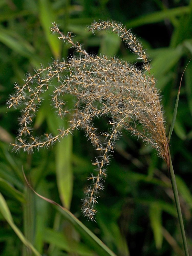 Schilfrispe (Fruchtstand)