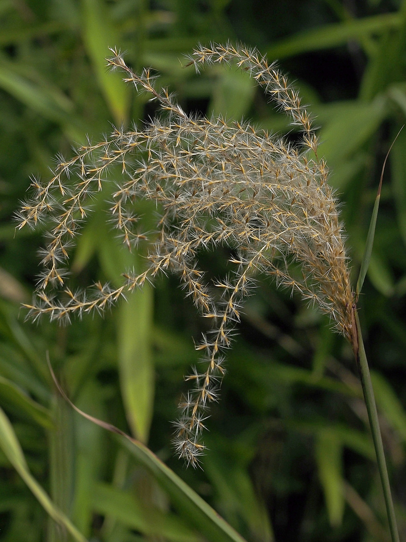 Schilfrispe (Fruchtstand)