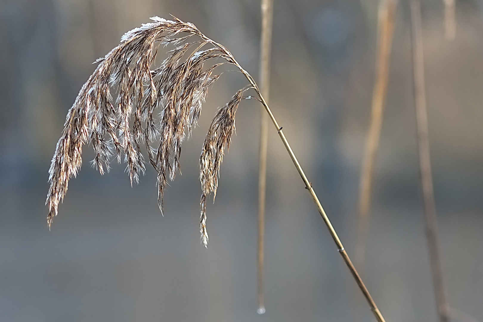 Schilfrispe im Spätherbst