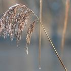 Schilfrispe im Spätherbst