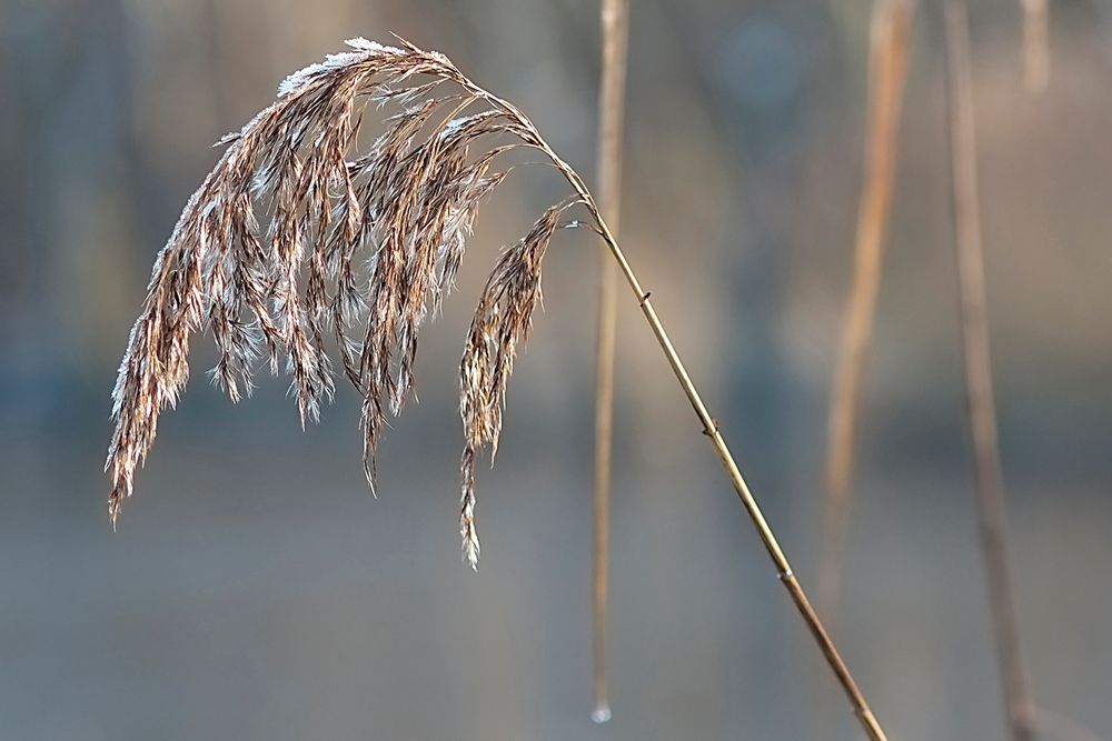 Schilfrispe im Spätherbst