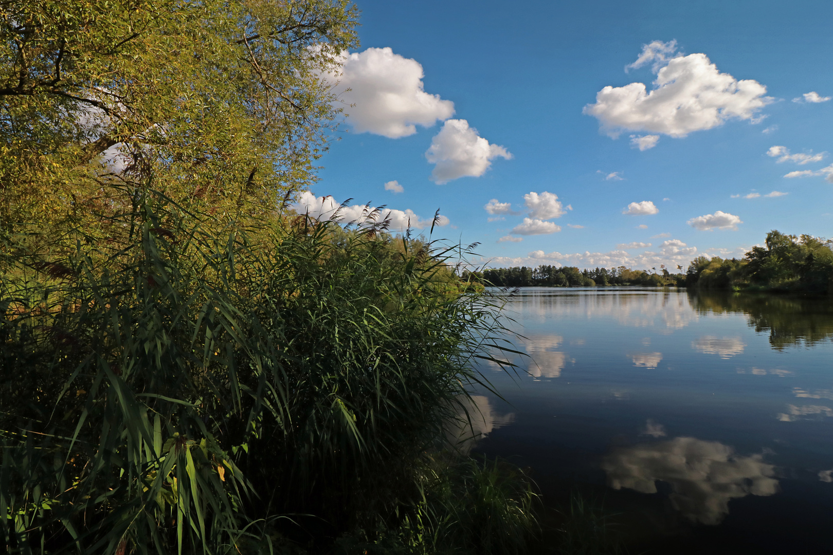 Schilfröhricht am Ufer