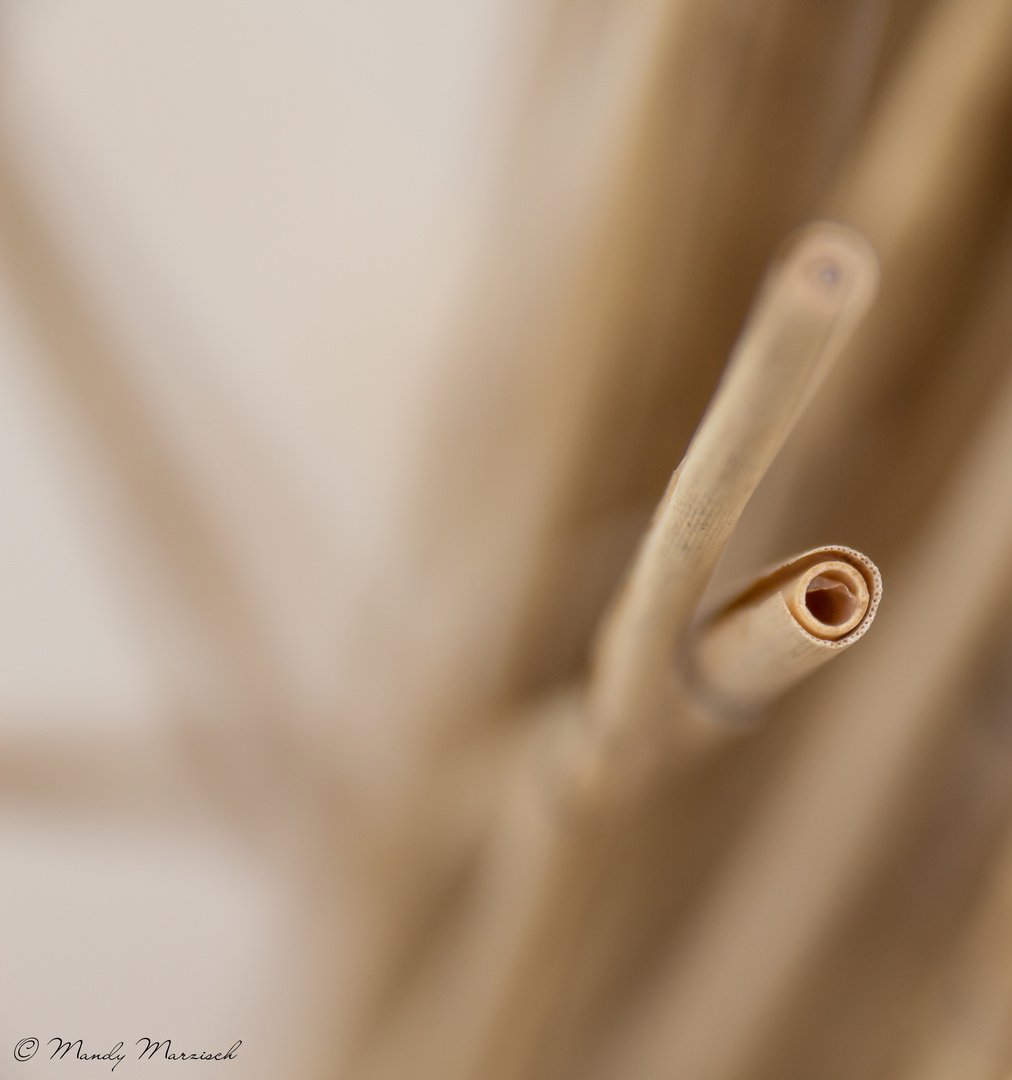 Schilfrohr Foto & Bild abstraktes, formen, makro + detail Bilder auf