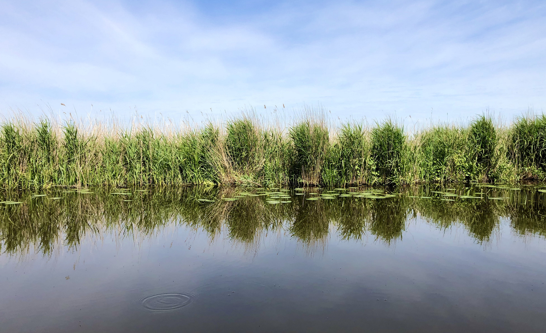 Schilfrohr am Kanal