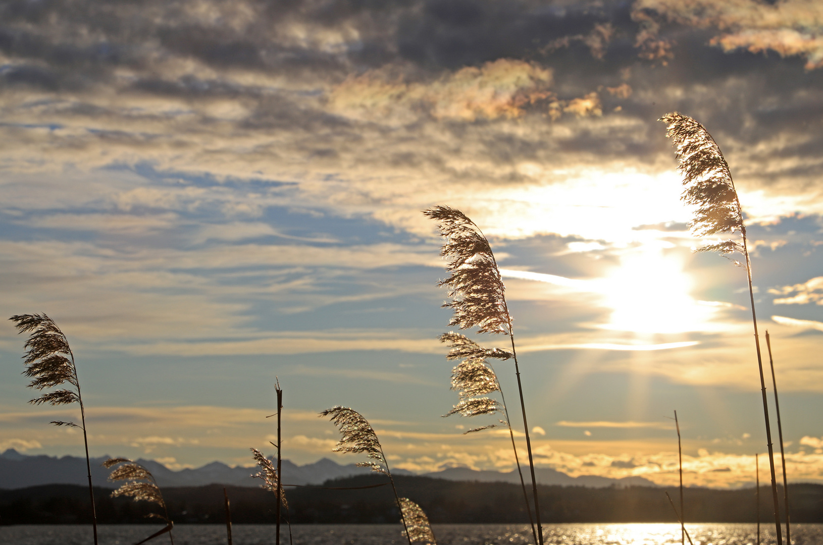 Schilfrohr am Starnberger See