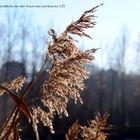 Schilfrohr an der Traun in Lambach