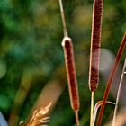 Schilfrohr im herbst licht