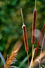 Schilfrohr im herbst licht