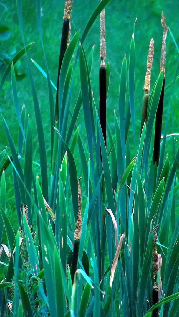 Schilfrohr mit Blaustich