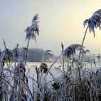 -Schilfrohr mit weissen Schleier-