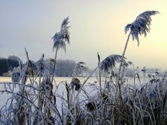 -Schilfrohr mit weissen Schleier-