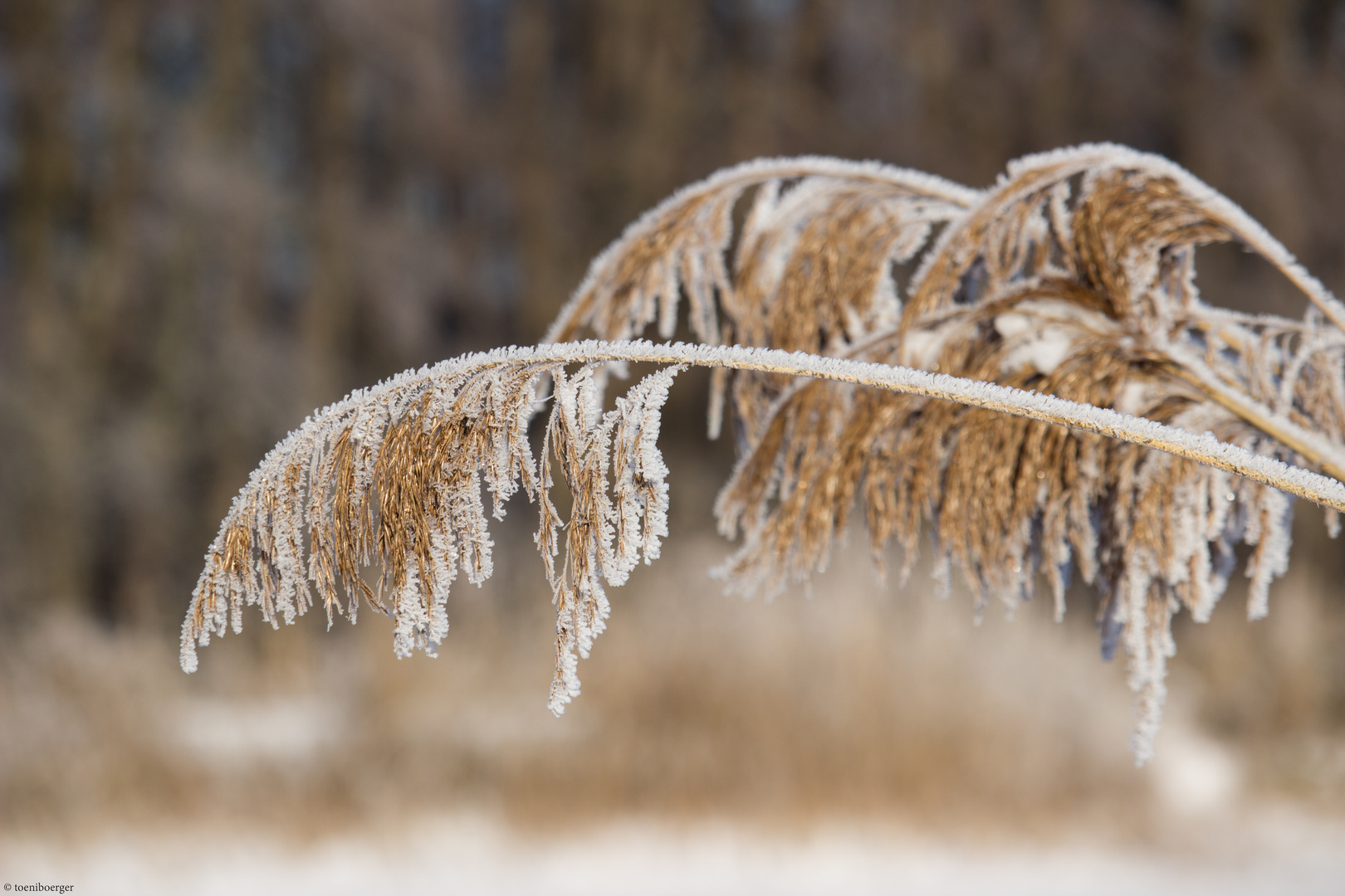 Schilfrohr (Phragmites australis)