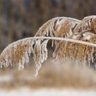 Schilfrohr (Phragmites australis)