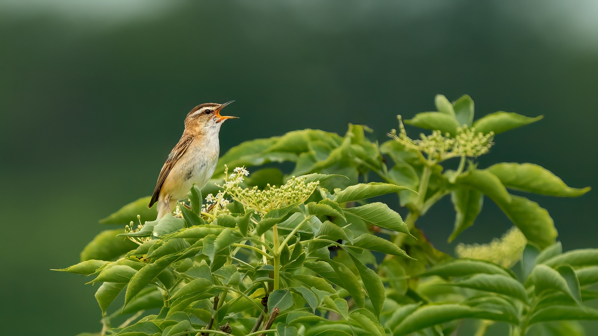 Schilfrohrsänger - Acrocephalus schoenobaenus