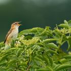 Schilfrohrsänger - Acrocephalus schoenobaenus