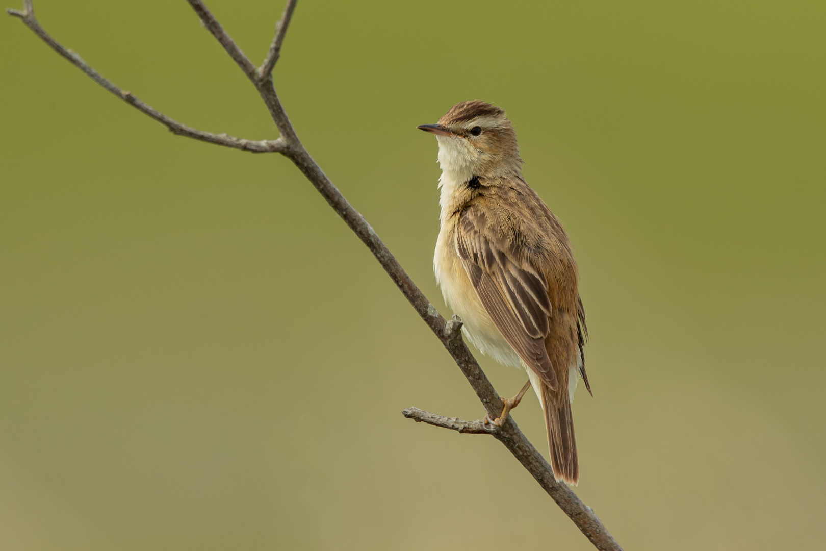 SCHILFROHRSÄNGER (Acrocephalus schoenobaenus)