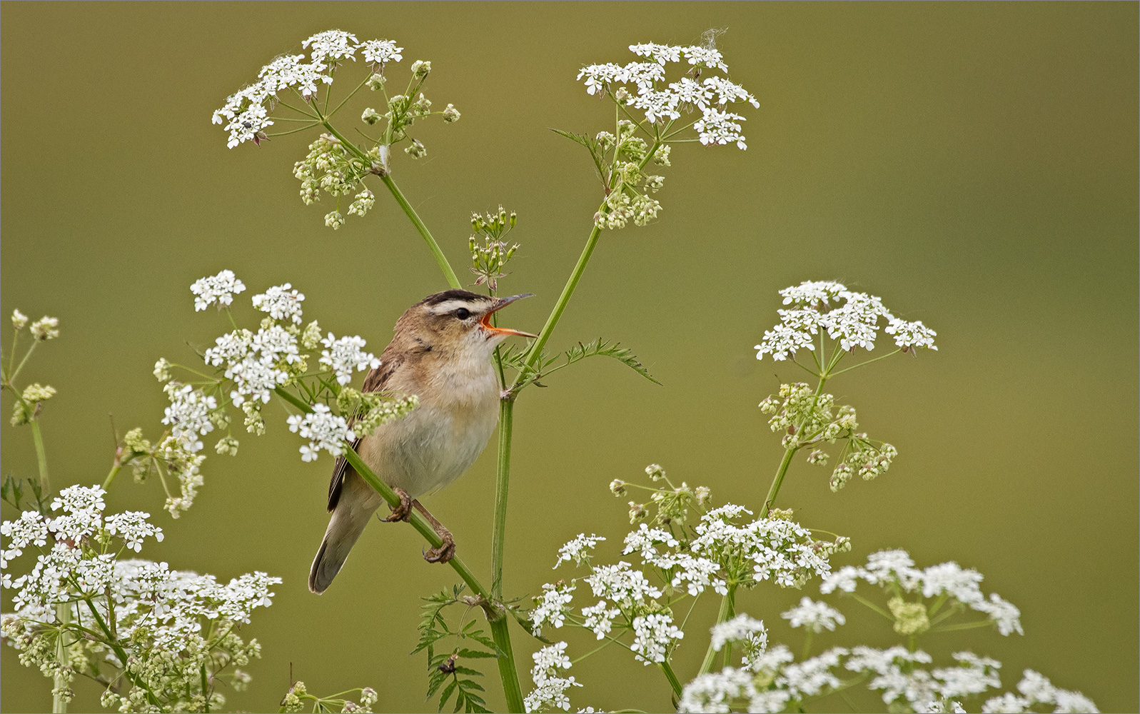 Schilfrohrsänger  -  Acrocephalus schoenobaenus