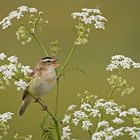 Schilfrohrsänger  -  Acrocephalus schoenobaenus