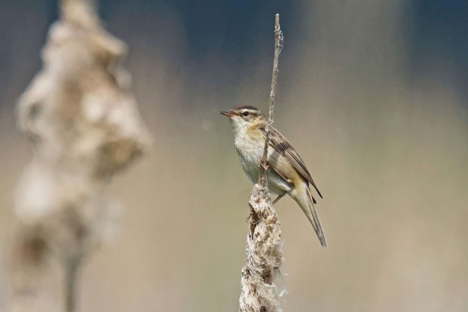 Schilfrohrsänger (Acrocephalus schoenobaenus)