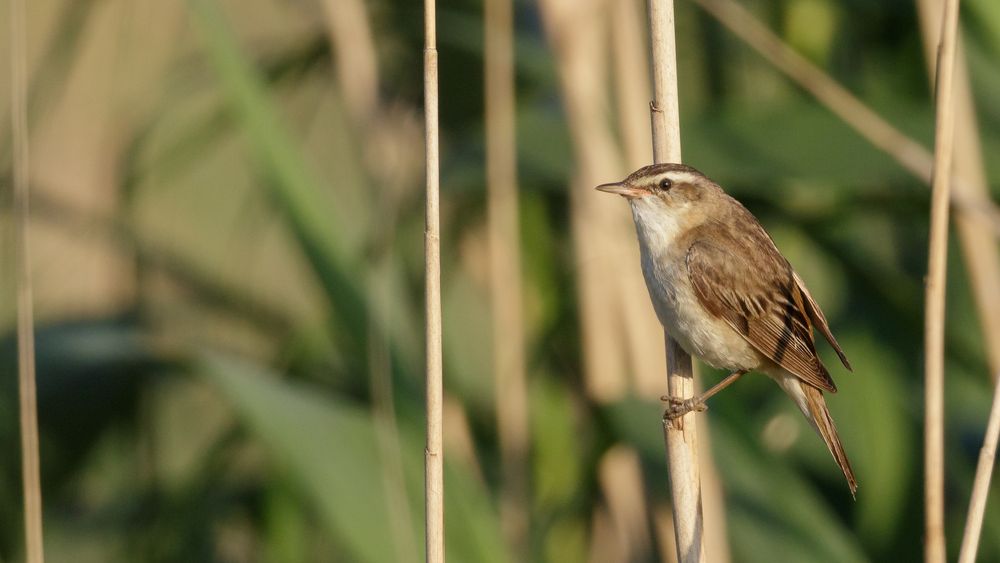 Schilfrohrsänger - Acrocephalus schoenobaenus