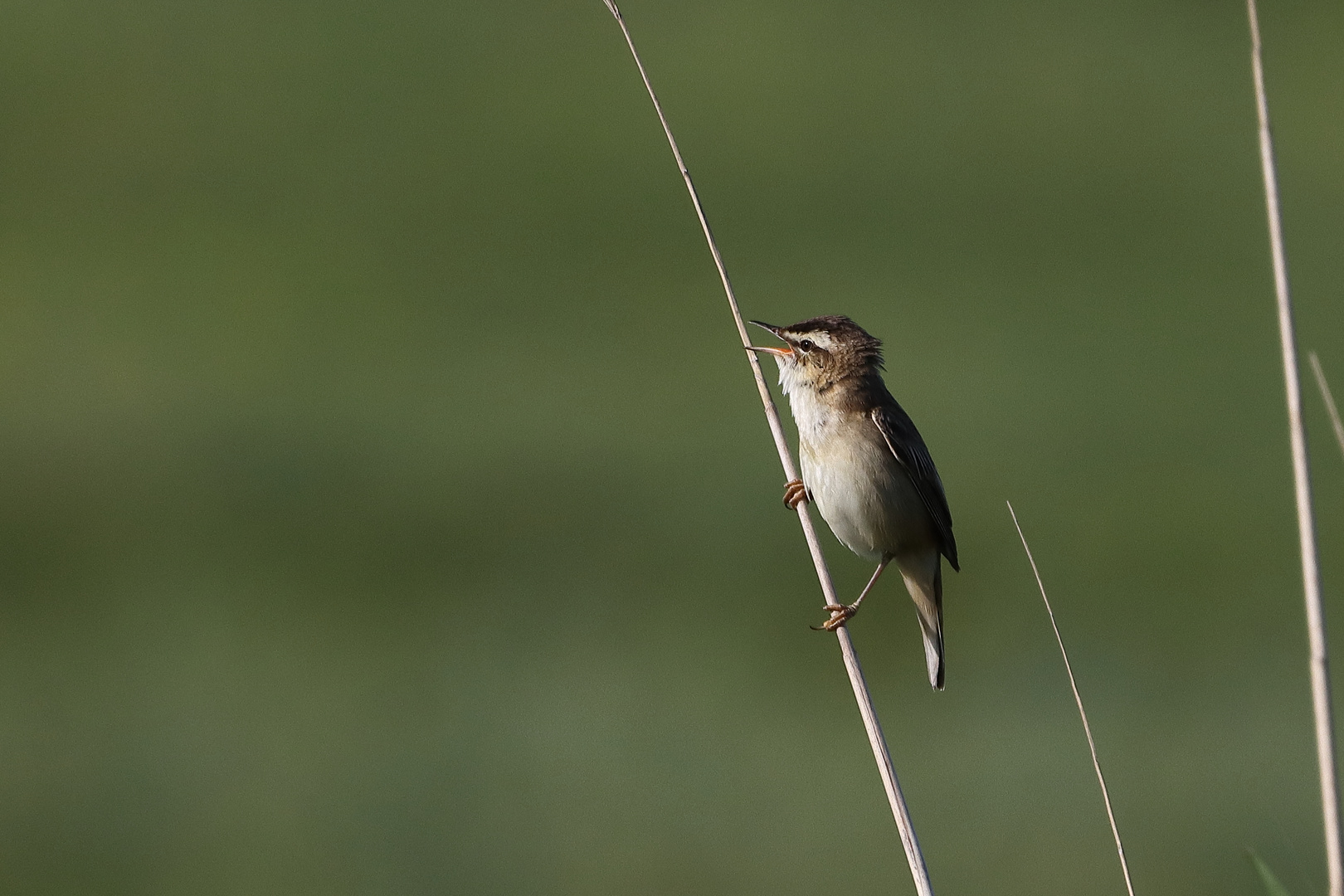 Schilfrohrsänger (Acrocephalus schoenobaenus)