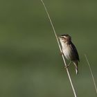 Schilfrohrsänger (Acrocephalus schoenobaenus)