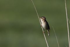 Schilfrohrsänger (Acrocephalus schoenobaenus)