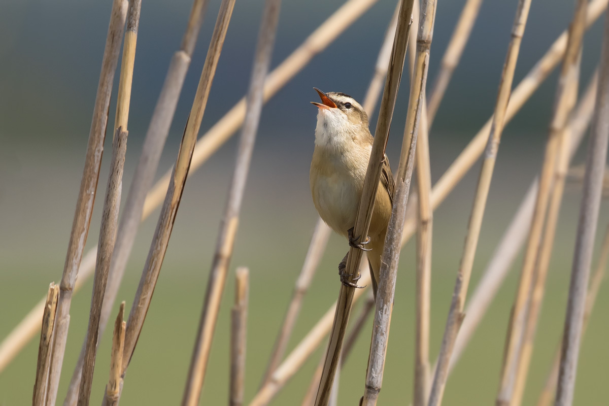 Schilfrohrsänger (Acrocephalus schoenobaenus)