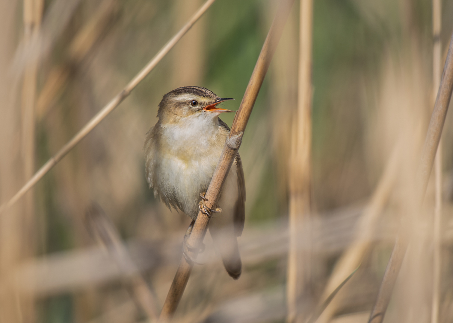 Schilfrohrsänger (Acrocephalus schoenobaenus)