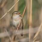 Schilfrohrsänger (Acrocephalus schoenobaenus)