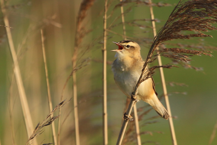 Schilfrohrsänger ( Acrocephalus schoenobaenus )