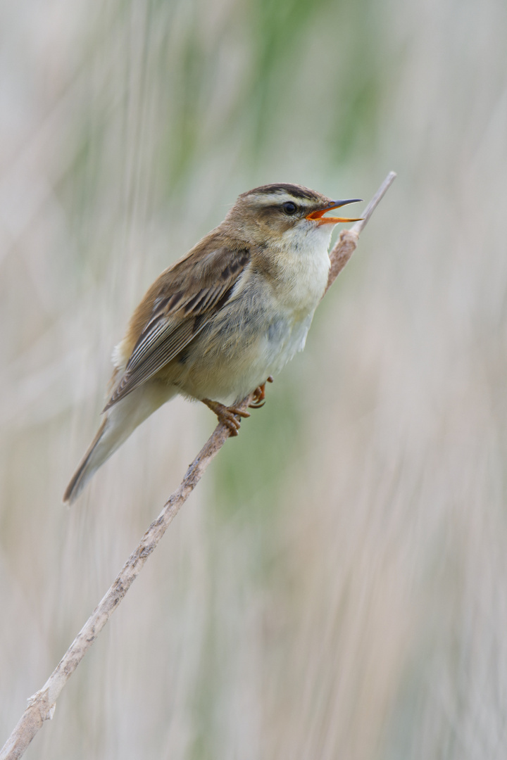 Schilfrohrsänger im Habitat