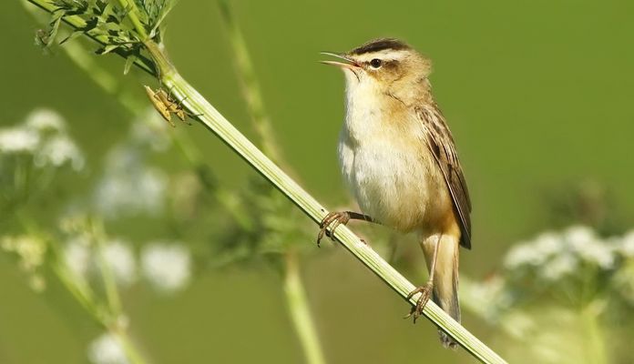 Schilfrohrsänger mit Käferpaar