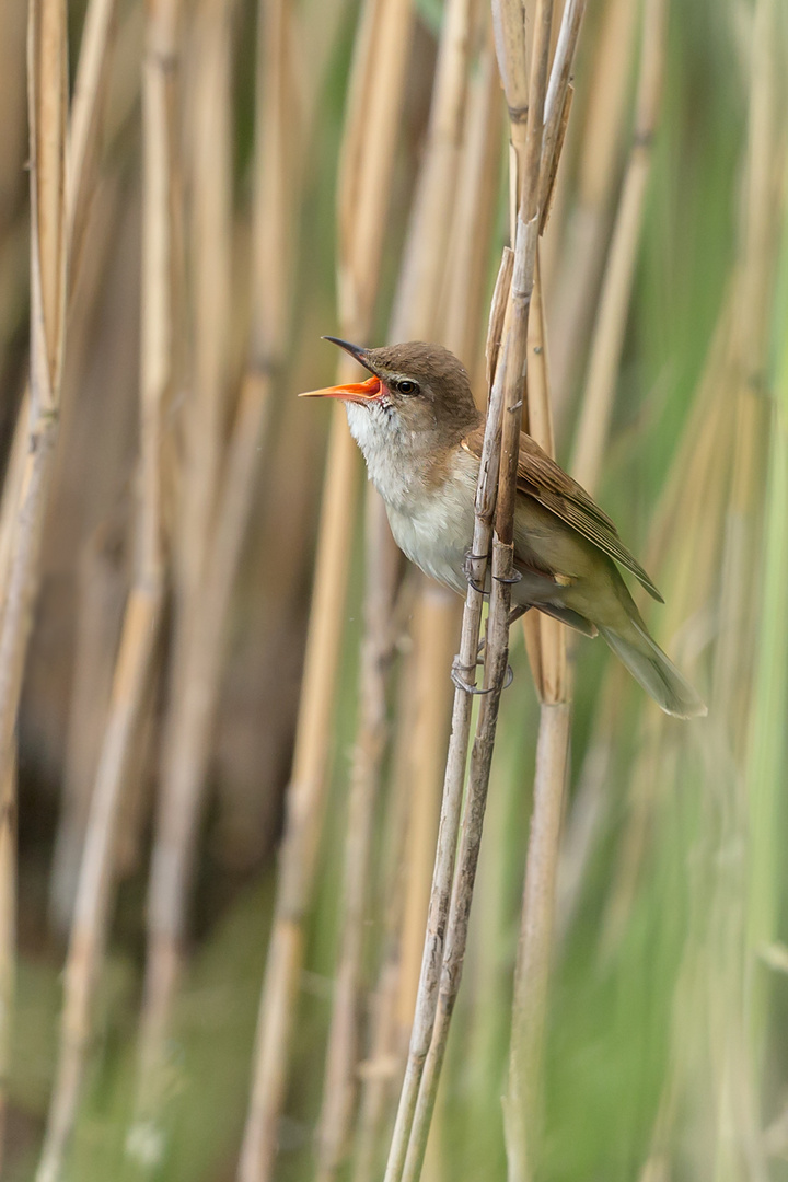 Schilfrohrsänger: Singing a song...