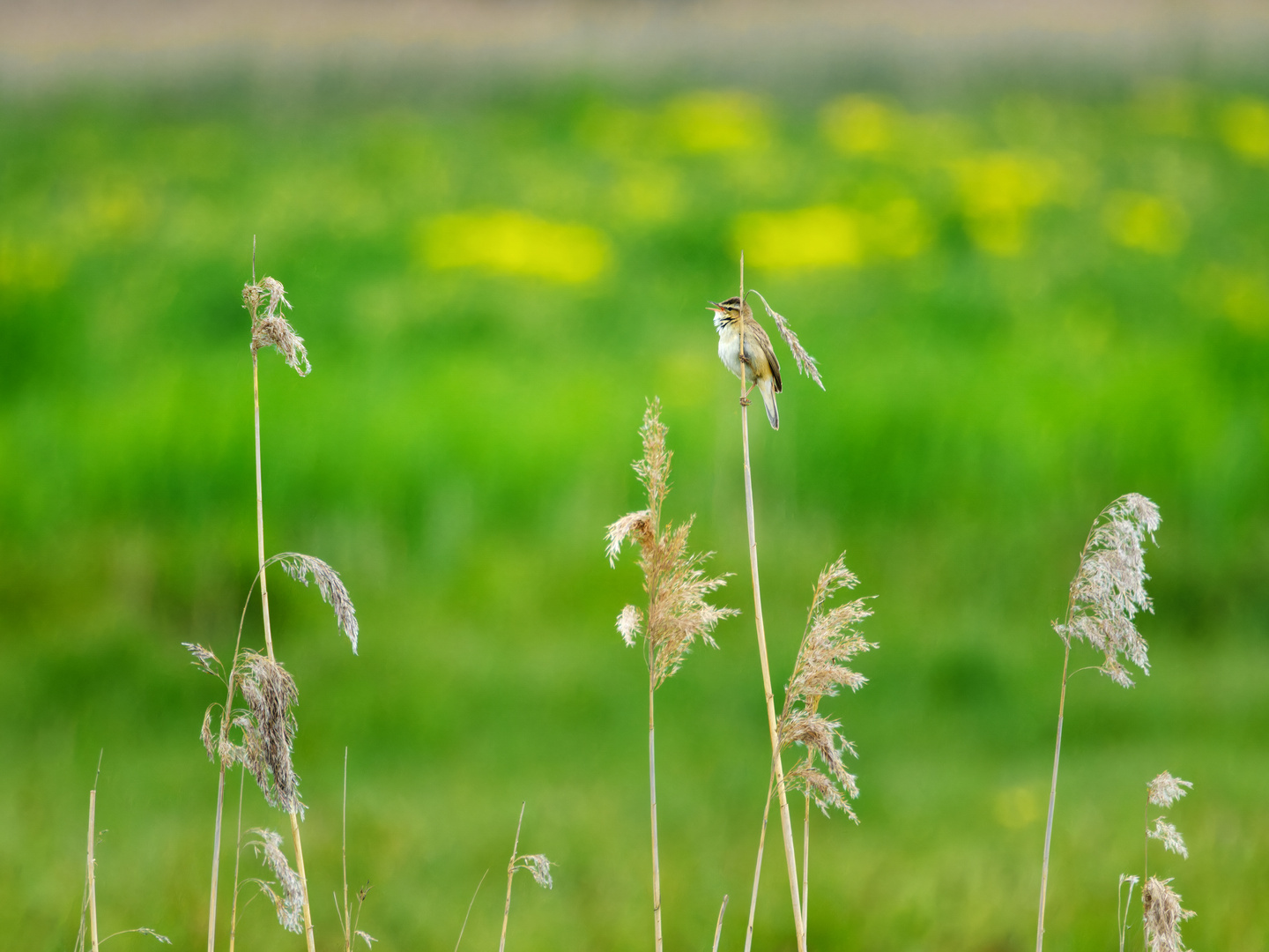 Schilfrohrsänger vor der Blumenwiese...