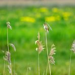 Schilfrohrsänger vor der Blumenwiese...