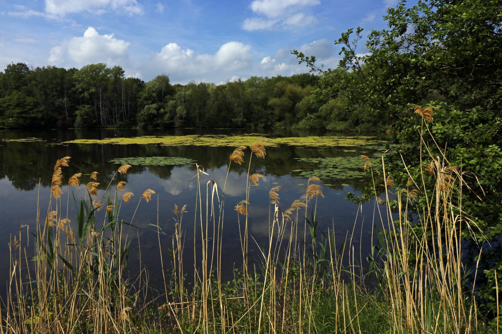 Schilfsaum am Kennelteich