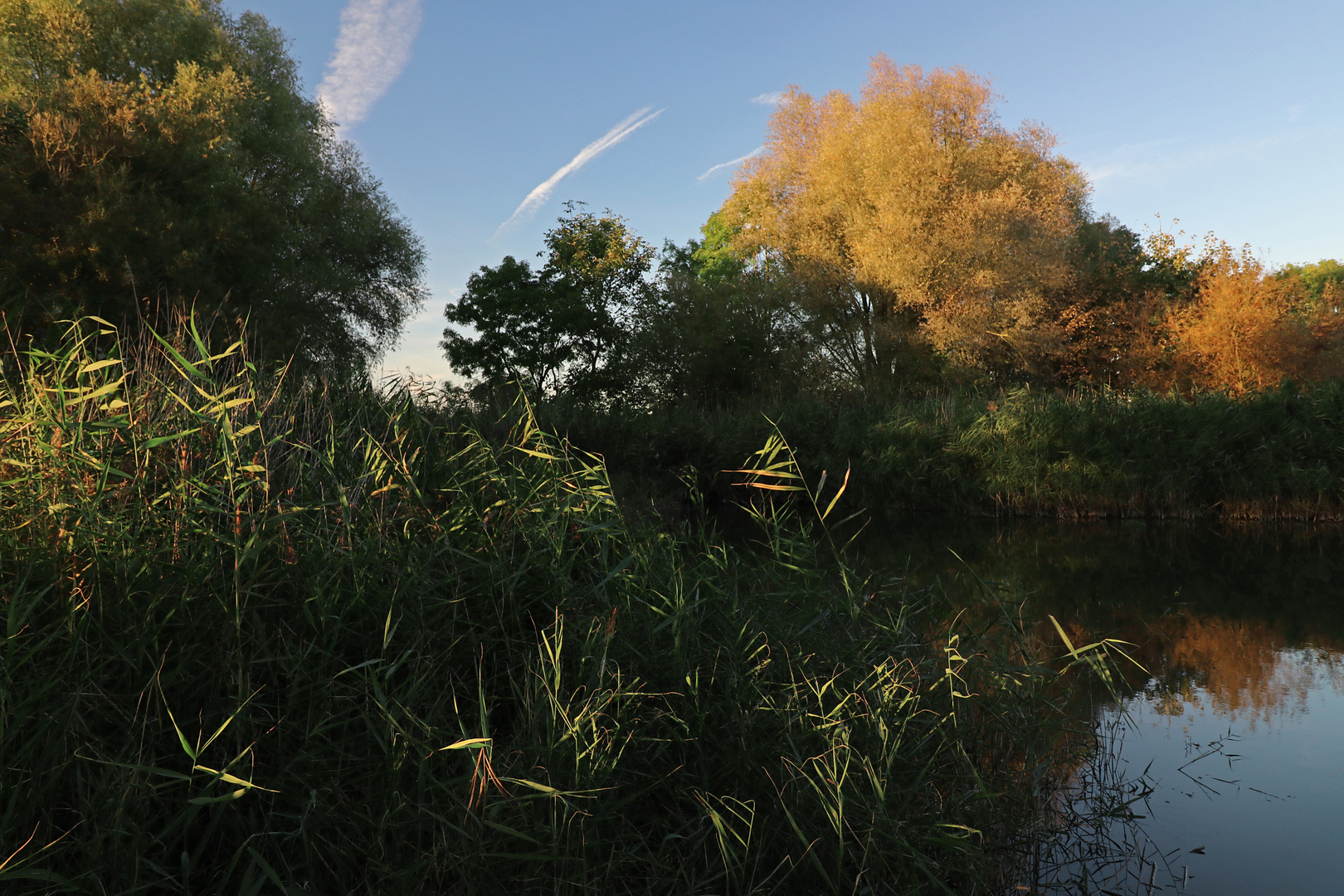 Schilfsaum im Abendlicht