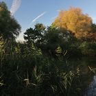 Schilfsaum im Abendlicht