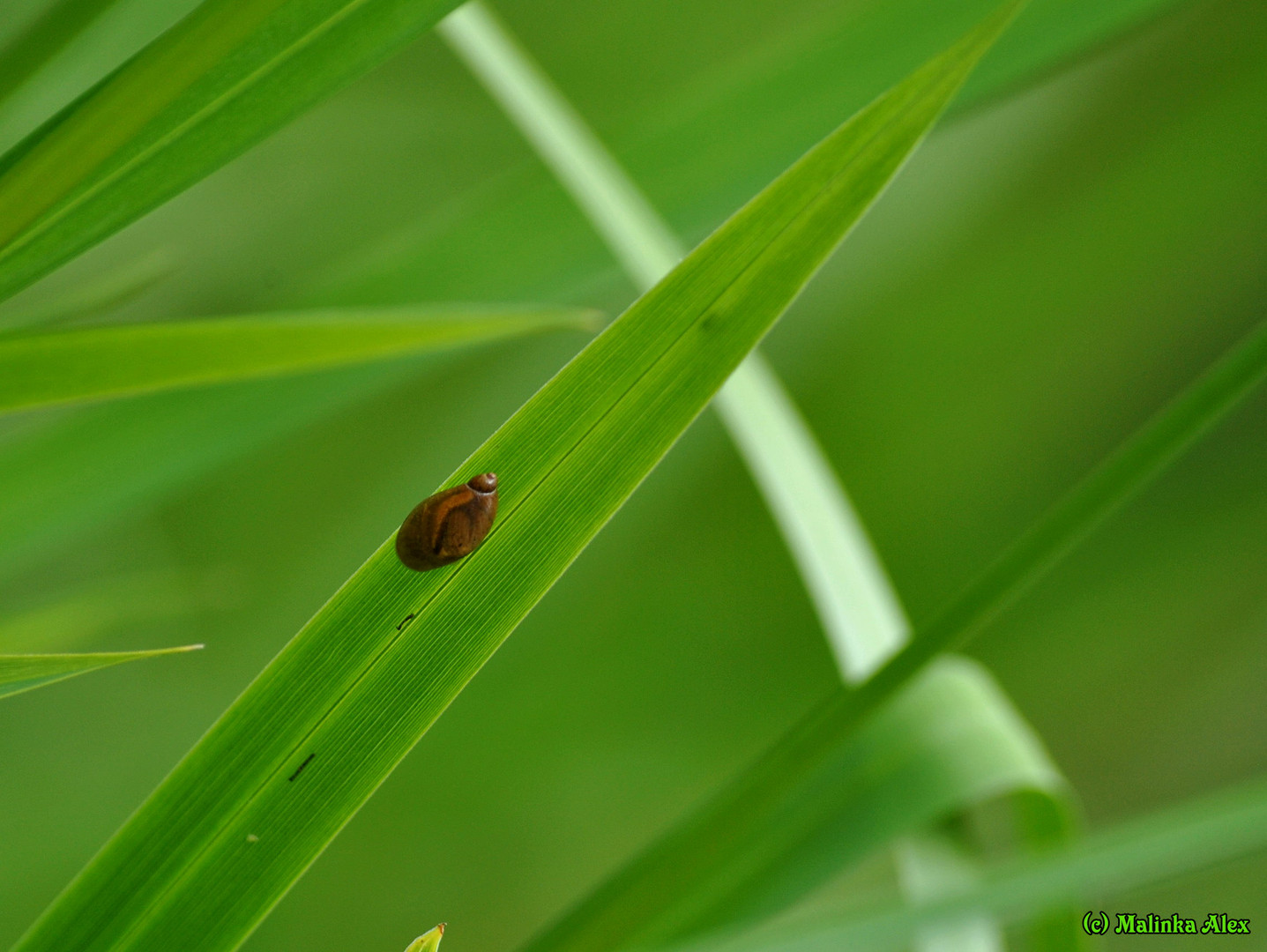 * Schilfschnecke *