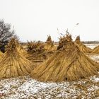 Schilfschnitt im Seewinkel/Burgenland